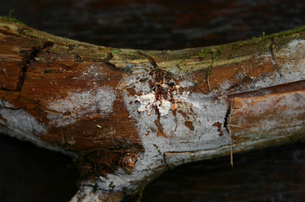 Botryobasidium? (Botryobasidium subcoronatum)